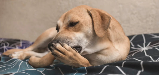 How to Tell If Your Senior Dog Is in Pain (Without Crying)