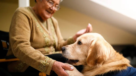 Life Is Slower With a Senior Dog — And That’s Okay