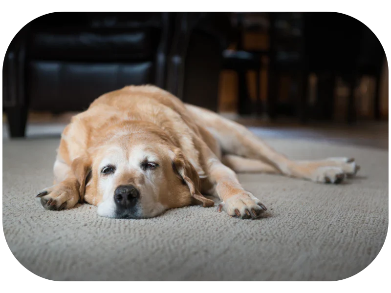 The Difference Between Normal Aging and Warning Signs in Dogs