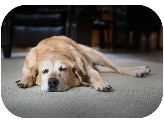 The Difference Between Normal Aging and Warning Signs in Dogs