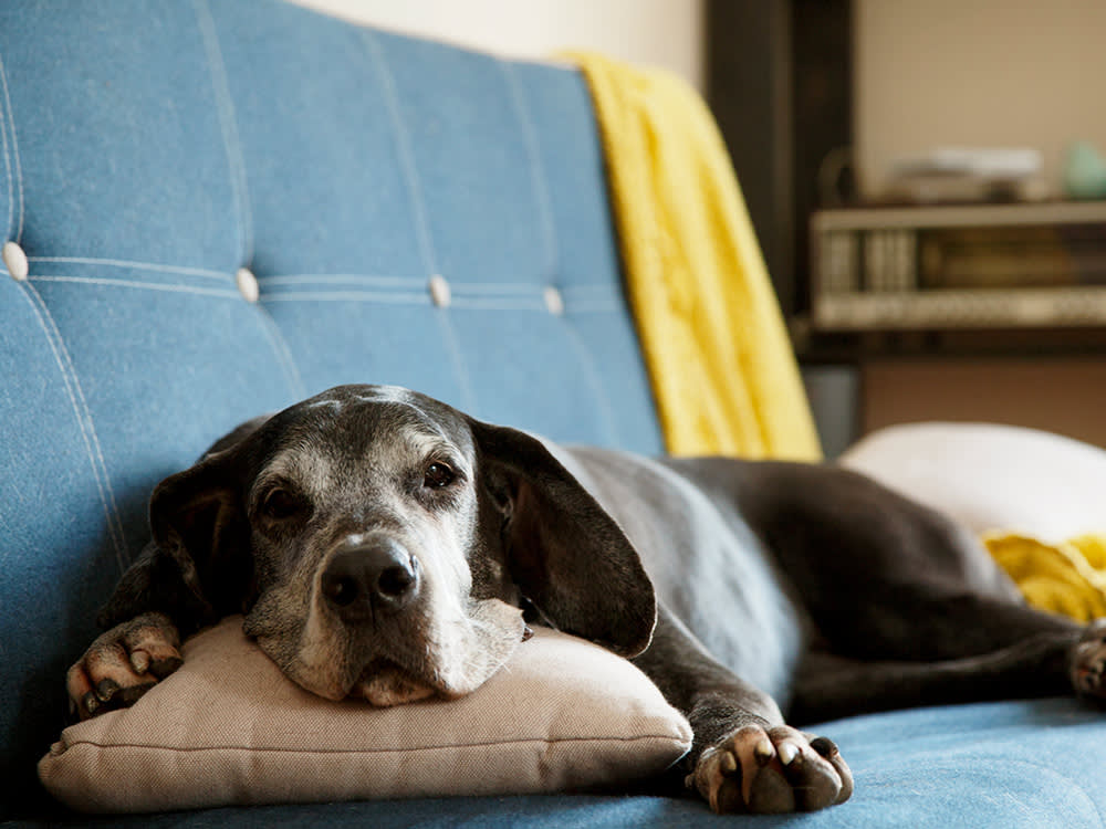 What Changes in Appetite Can Mean for Senior Dogs