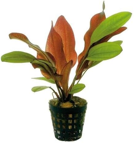 Potted Live Aquarium Plants | Freshwater Aquatic Plants for Aquariums (Red Flame Sword, 3 Pack)