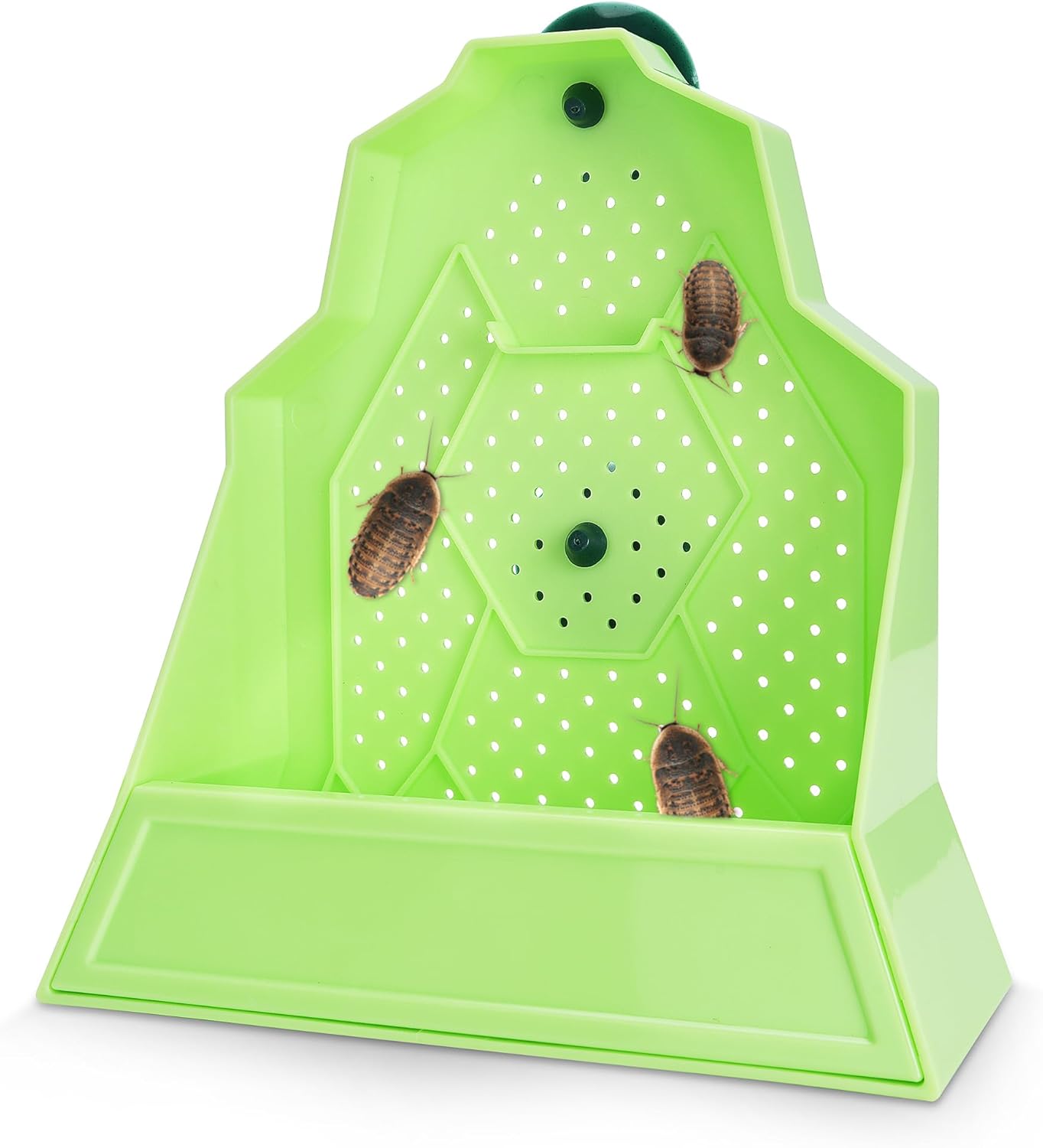 Reptile Anti-Escape Feeding Bowl, Wall-Mounted Feeder for Reptile, Stimulate Hunting Accessories for Terrarium, Vivarium and Paludarium, Suitable for Lizard, Gecko & Frog, Medium