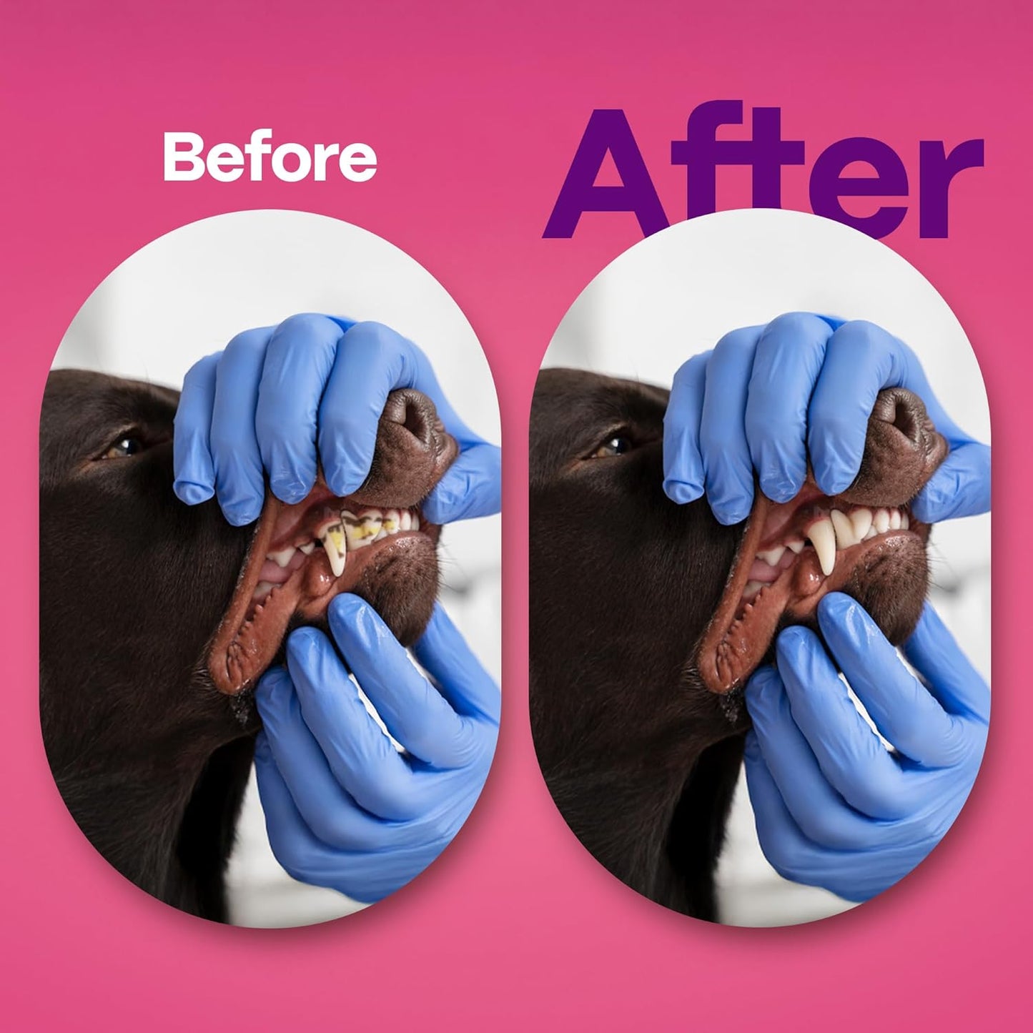 DOCO Dog Teeth Cleaning Wipes Dental Finger Wipes for Cats & Dogs Remove Plaque & Tartar, Freshen Breath, No Rinse, Easy & Effective Pet Tooth Cleaning Kit for Oral Care, Bacon Flavor, 100 Count