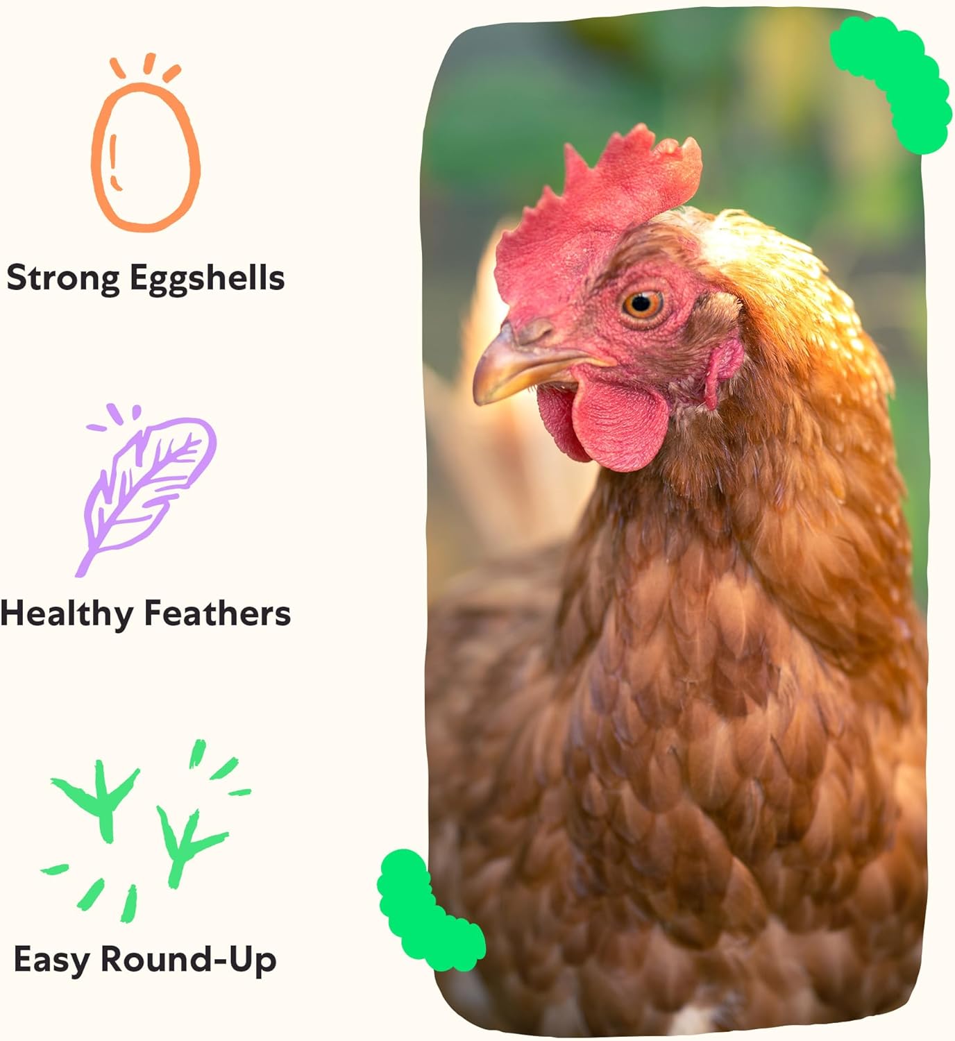 Grubblies - Black Soldier Fly Larvae for Chickens - Chicken Treats Grown in The US and Canada - for Strong Eggshells and Healthy Feathers - Grubblies Hometown Harvest 1LB