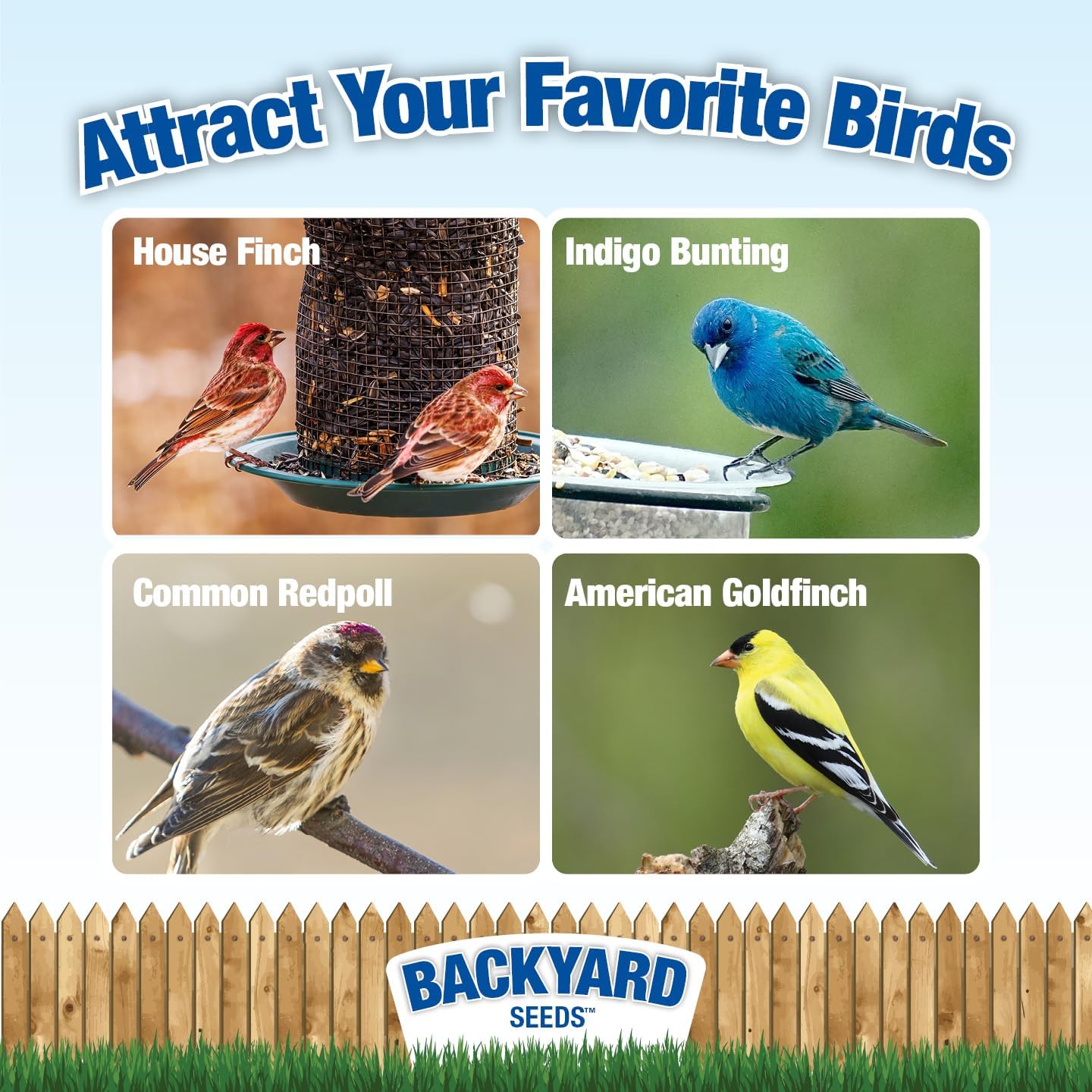 Thistle Seed for Finches – Premium Wild Bird Food for Goldfinches, Siskins & Small Songbirds | High-Energy, No-Filler, Cleaned Seed