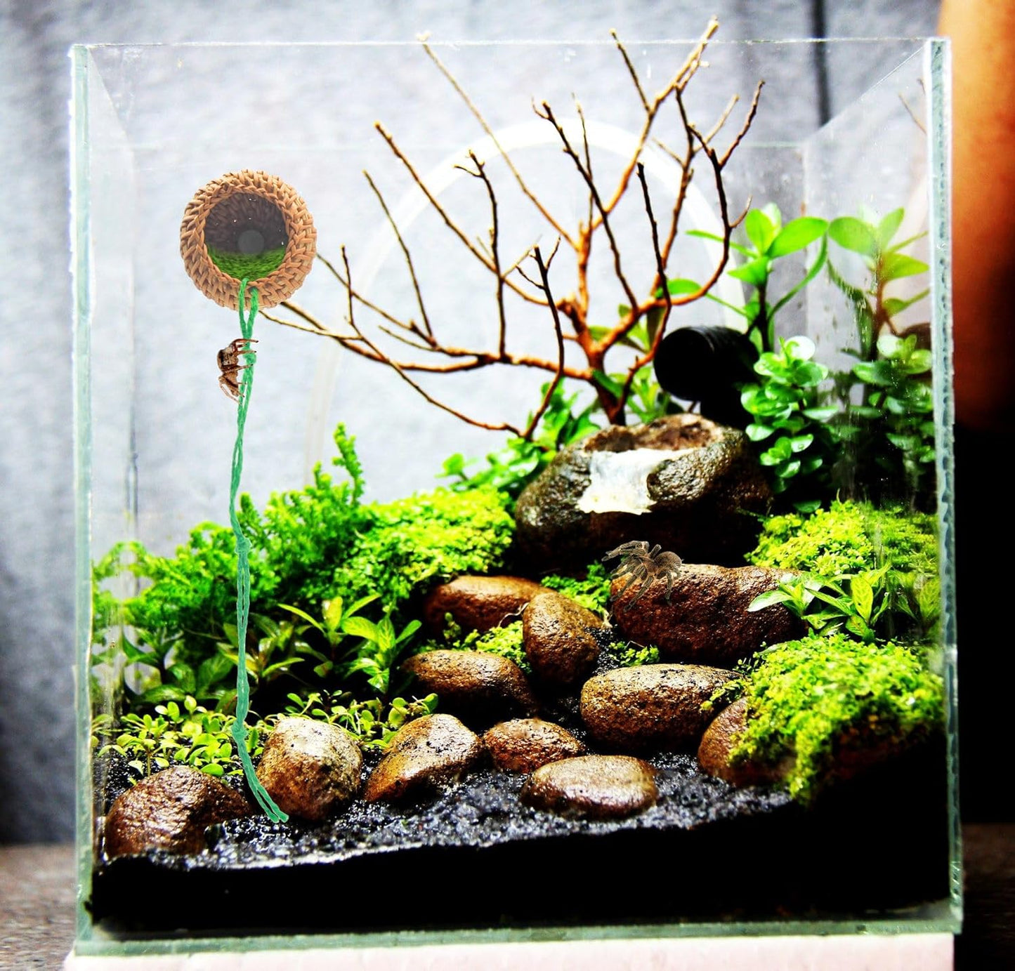 1 Pcs Jumping Spider Accessories，Shelter Made of Cane, Essential for Jumping Spider Hide, Enclosure, and Tarantula Enclosure Accessories