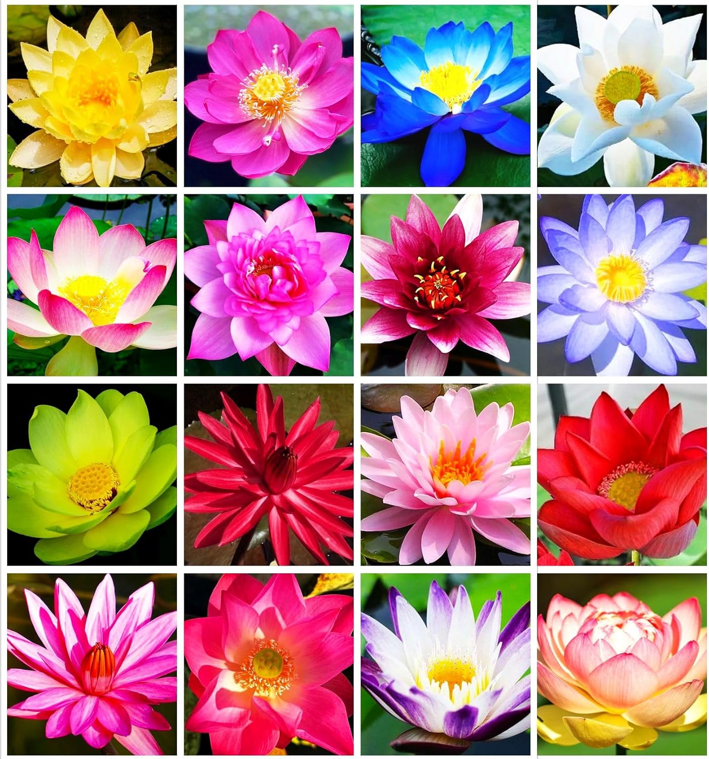 30 PCS Bowl Lotus Seeds Bonsai Lotus Seeds for Planting Water Lily Pink Purple Red Flower Aquatic Plants Seed Pond Plants Non GMO Home Garden Flowering