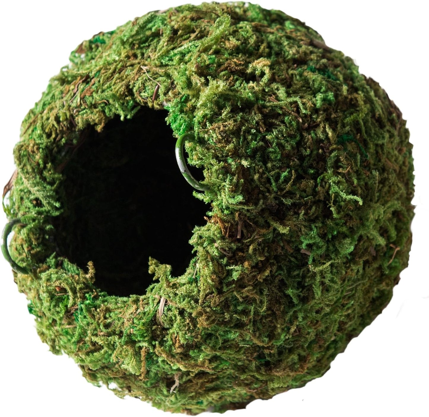 Galápagos (05348) Mossy Cave Hide, 6", Green Sphagnum (Pack of 6)