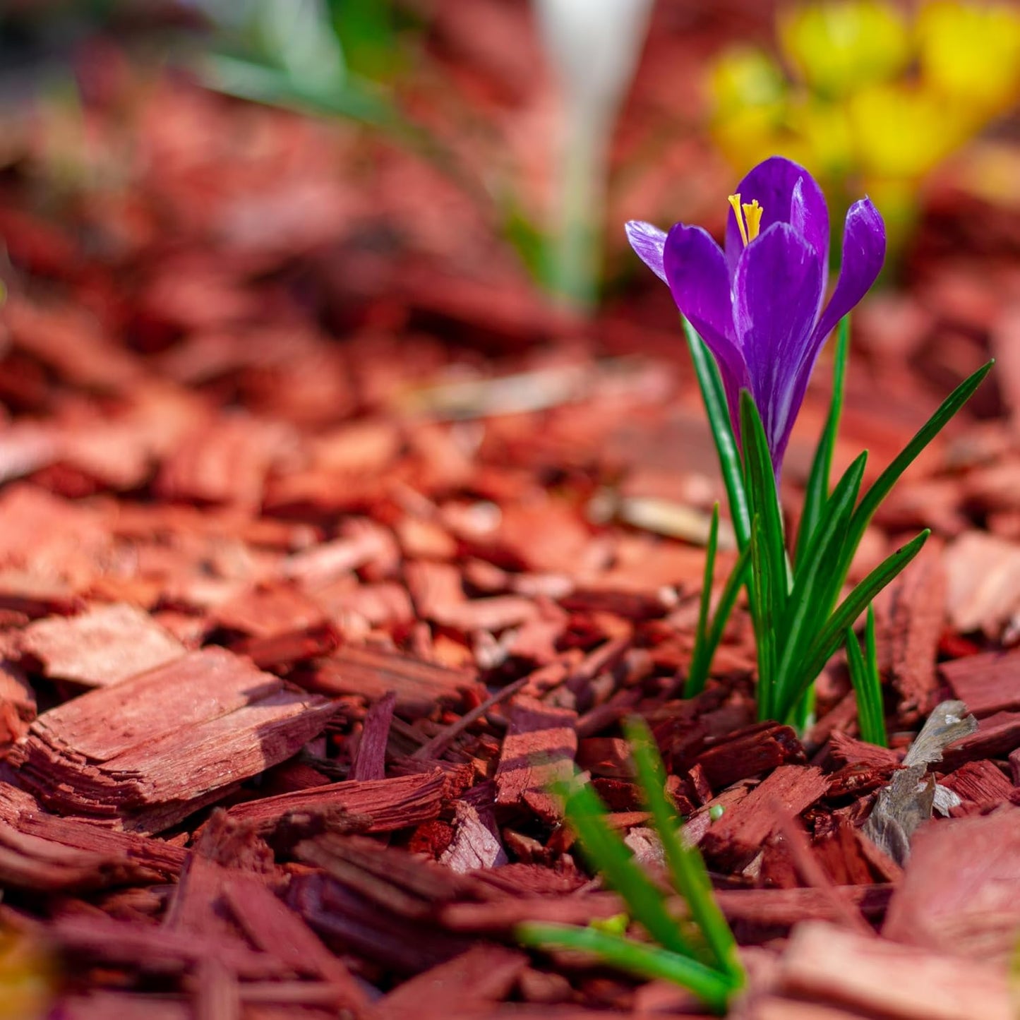 Premium Red Wood Mulch for Indoor, Patio, Potting Media, Gardens, Lawns, and Landscaping (0.7 CF - 20 L - 21 QTS)