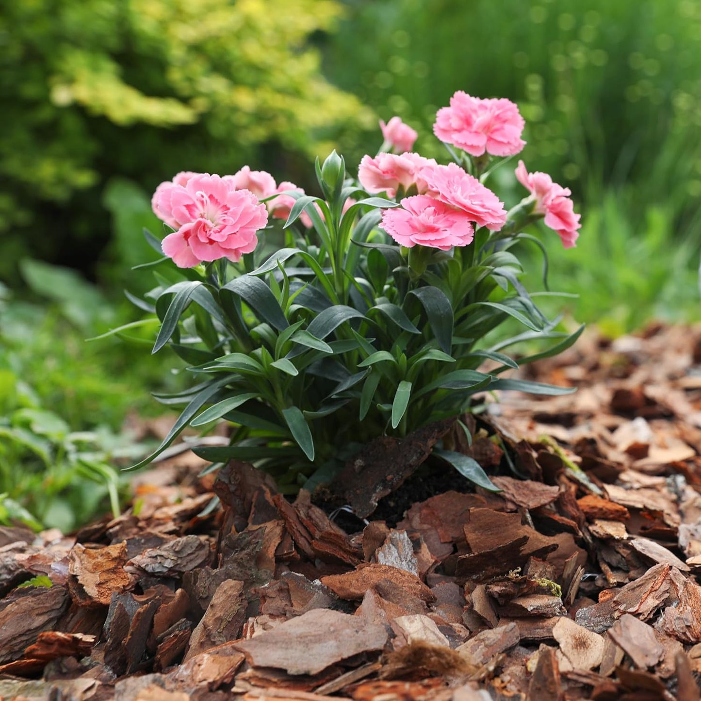 Premium Pine Bark Nuggets – Pine Bark Mulch for Gardens, Landscaping, Potted Plants, and Wood Chips for Garden Beds (1 CF - 28 L - 30 QTS)