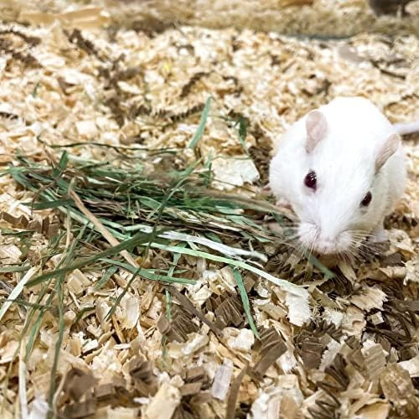 Blue Mountain Hay | Fresh Organic Meadow Hay (48 Ounce) | Mimics Natural Forage | High-Altitude Hay Pet Food for Rabbits, Guinea Pigs, Chinchillas, Hamsters, and Other Small Pets